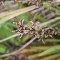 Aristea ecklonii Baker